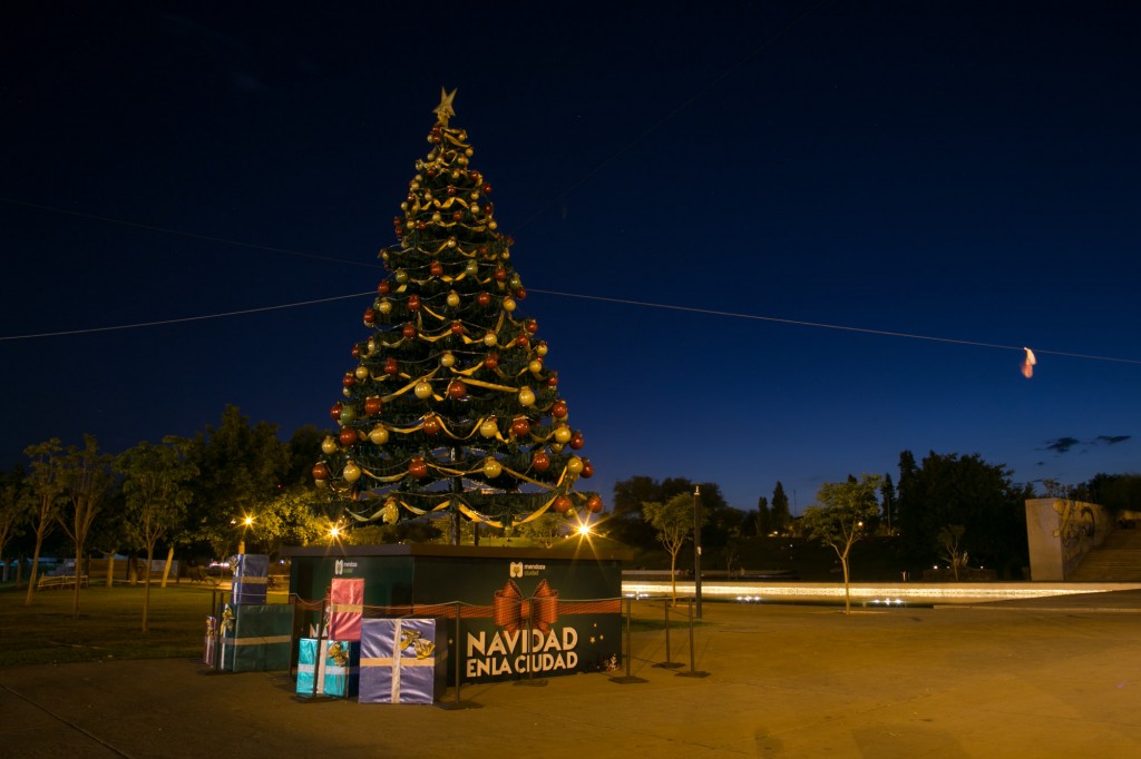 Pino de Navidad. Parque Central