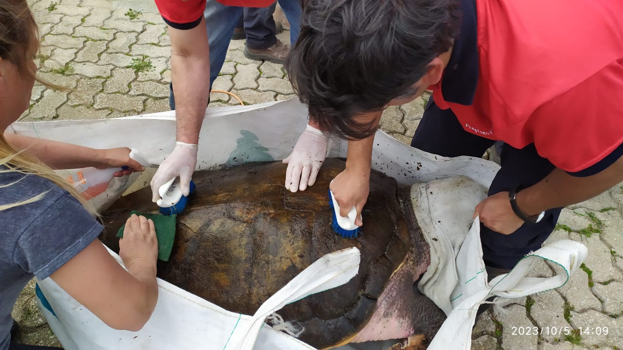 Recuperación tortugo jorge Ciudad Mendoza